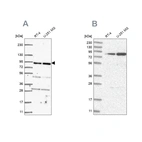 Anti-GFM1 Antibody