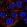 Anti-PIGQ Antibody