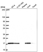 Anti-TMEM230 Antibody