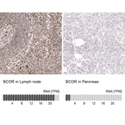 Anti-BCOR Antibody