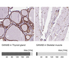 Anti-GANAB Antibody