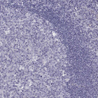 Immunohistochemical staining of human tonsil shows no positivity in either germinal or non-germinal center cells as expected.