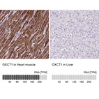 Anti-OXCT1 Antibody