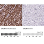 Anti-OXCT1 Antibody