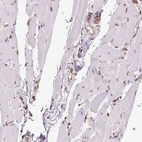Immunohistochemical staining of human skeletal muscle shows low expression as expected.
