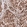 Anti-BCOR Antibody