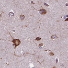 Immunohistochemical staining of human cerebral cortex using Anti-GANAB antibody HPA061426.