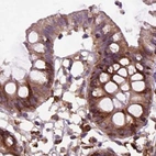 Immunohistochemical staining of human colon using Anti-GANAB antibody HPA061426.