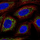 Immunofluorescent staining of human cell line SiHa shows localization to mitochondria.