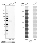 Anti-LPXN Antibody