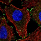 Immunofluorescent staining of human cell line U-2 OS shows localization to nuclear speckles, cytosol & focal adhesion sites.