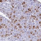 Immunohistochemical staining of human salivary gland shows high expression.