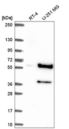 Anti-CCNB1 Antibody