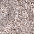 Immunohistochemical staining of human lymph node shows moderate nuclear positivity in non-germinal center cells.