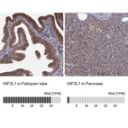 Anti-NIF3L1 Antibody