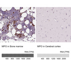 Anti-MPO Antibody