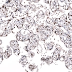 Immunohistochemical staining of human placenta shows moderate to strong nuclear positivity in trophoblastic cells.