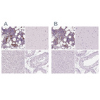 Immunohistochemical staining of human bone marrow, cerebral cortex, liver and testis using Anti-MPO antibody HPA061464 (A) shows similar protein distribution across tissues to independent antibody HPA021147 (B).