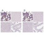 Immunohistochemical staining of human bone marrow, cerebral cortex, liver and testis using Anti-MPO antibody HPA061464 (A) shows similar protein distribution across tissues to independent antibody HPA021147 (B).