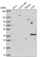 Anti-CCNI Antibody