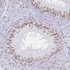 Immunohistochemical staining of human epididymis shows moderate nuclear positivity in glandular cells.