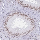 Immunohistochemical staining of human epididymis shows moderate nuclear positivity in glandular cells.