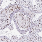 Immunohistochemical staining of human testis shows moderate nuclear positivity in cells in seminiferous ducts.