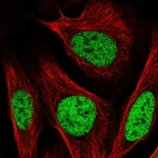 Immunofluorescent staining of human cell line U-2 OS shows localization to nucleoplasm.