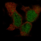 Immunofluorescence staining in HEK293 cell line with Anti-BCOR monoclonal antibody, showing specific staining of nucleoplasm in green. Microtubule- and nuclear probes are visualized in red and blue respectively (where available).