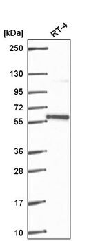 Anti-PLRG1 Antibody