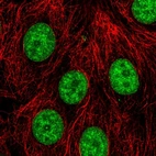 Immunofluorescent staining of human cell line MCF7 shows localization to nuclear speckles, nucleoli fibrillar center & nuclear membrane.