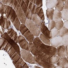 Immunohistochemical staining of human skeletal muscle shows high expression.