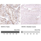 Anti-MSH6 Antibody