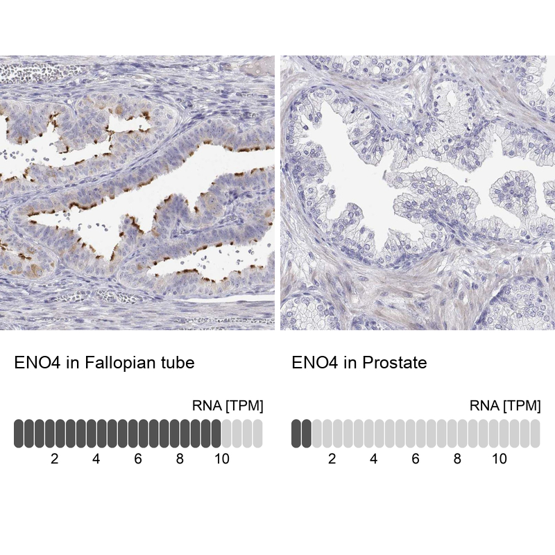 Anti-ENO4 Antibody