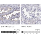 Anti-ENO4 Antibody