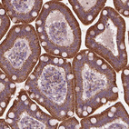Immunohistochemical staining of human duodenum shows strong cytoplasmic granular positivity in glandular cells.