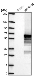 Western blot analysis in control (vector only transfected HEK293T lysate) and RANBP3L over-expression lysate (Co-expressed with a C-terminal myc-DDK tag (~3.1 kDa) in mammalian HEK293T cells, LY408138).