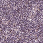 Immunohistochemical staining of human lymph node using Anti-SUCLA2 antibody HPA061528.