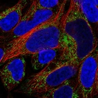 Immunofluorescent staining of human cell line HEK 293 shows localization to mitochondria.