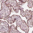 Immunohistochemical staining of human placenta shows strong cytoplasmic positivity in trophoblastic cells.