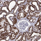 Immunohistochemical staining of human kidney shows high expression.