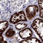 Immunohistochemical staining of human kidney using Anti-MCCC2 antibody HPA061546.