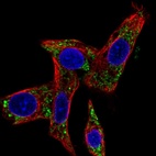 Immunofluorescent staining of human cell line Hep G2 shows localization to mitochondria.