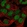 Anti-FAM208B Antibody