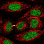 Anti-KIF4A Antibody