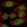 Anti-KIF4A Antibody