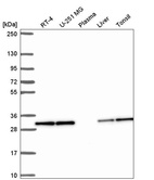 Anti-PEF1 Antibody