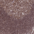 Immunohistochemical staining of human tonsil shows strong nuclear positivity in non-germinal center cells and germinal center cells.
