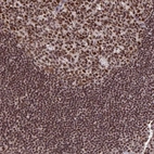 Immunohistochemical staining of human tonsil shows strong nuclear positivity in non-germinal center cells and germinal center cells.