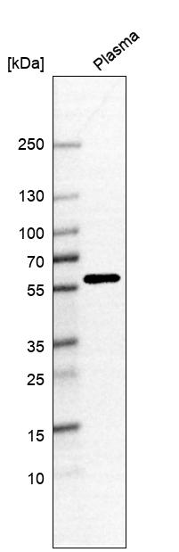 Anti-ANKRD55 Antibody